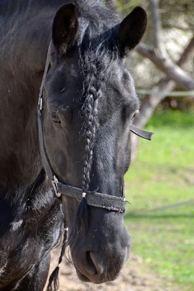 Bir bahar gününde friesian atı