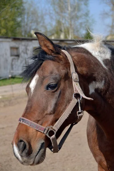 Kůň Potřásl Hlavou — Stock fotografie