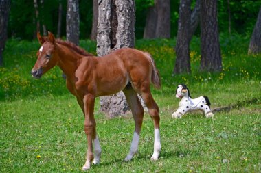 Arap tay ve at tekerlek üstünde