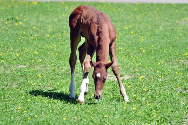 Kırmızı Arap tayı karahindiba ile bir çayırda