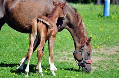 Arap tay annesine yaklaştı.