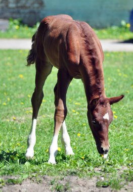 Çimlerin üzerinde kırmızı Arap tayı