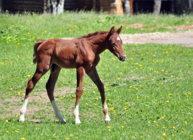 Genç Arap aygırı yürüyüşe çıkmış.