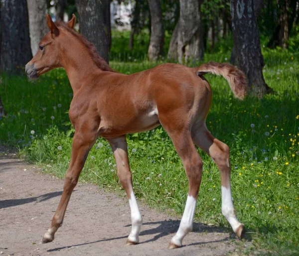 Arap atı ormana gider.