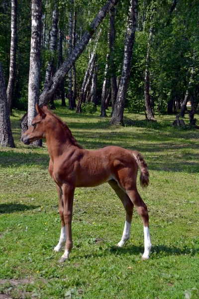 Bello Stallone Arabo Sole Primaverile — Foto Stock