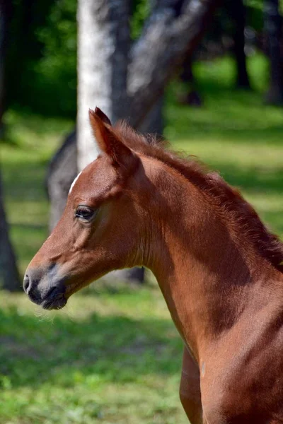 Hermoso Perfil Del Caballo Árabe —  Fotos de Stock