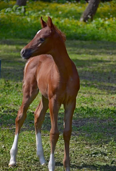 Colt Arábica Orgulhoso Grama — Fotografia de Stock