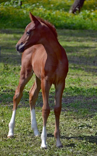 森の近くの美しい 小さい アラビア語の馬 — ストック写真