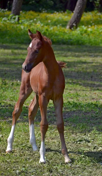 Arab Colt Long Legs — Stock Photo, Image