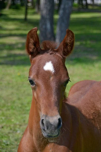 Small Arabian Horse Spring Day — Stock Photo, Image