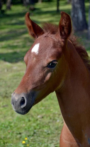 Retrato Colt Arabiano Encantador —  Fotos de Stock