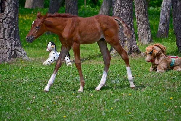 Poulain Arabe Chevaux Jouet — Photo