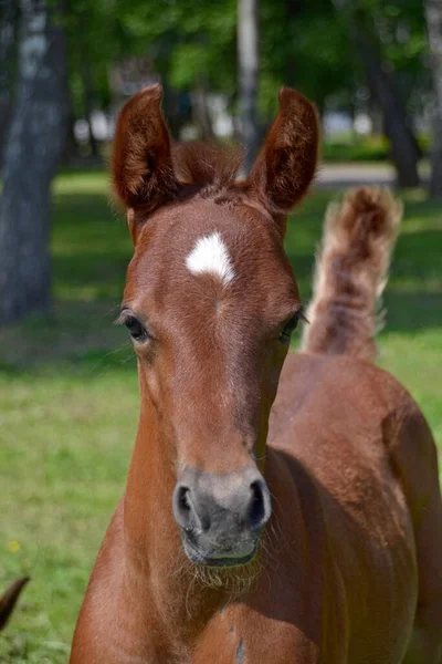 Arab Colt Raised Tail — Stock Photo, Image