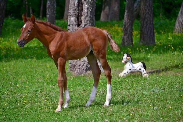 Ein Arabisches Fohlen Nahe Einer Birke — Stockfoto