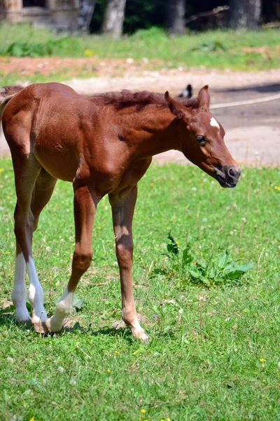 Caballos Árabes Día Soleado —  Fotos de Stock