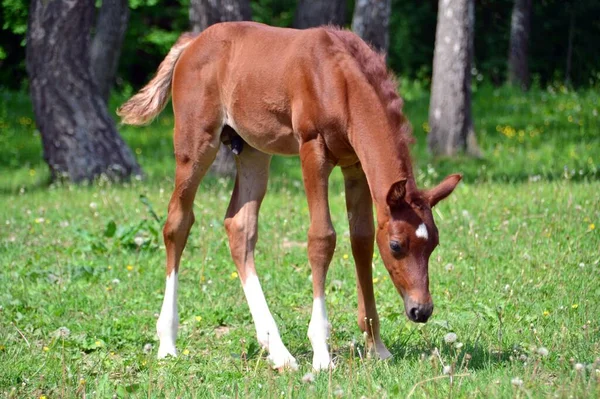 Arab Stallion Spring Pasture — Stock Photo, Image