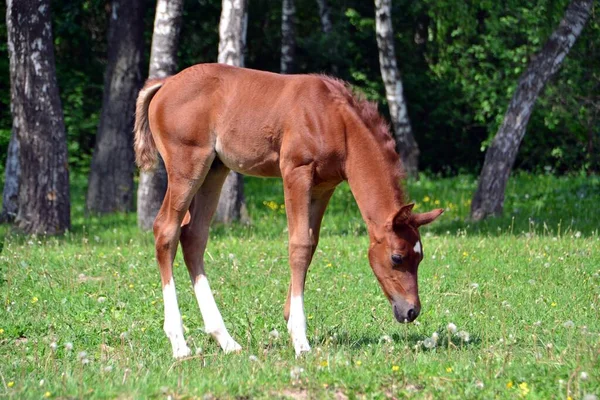 Araberhengst Auf Frühlingsgras — Stockfoto