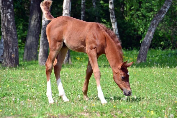 Junger Arabischer Hengst Auf Dem Gras — Stockfoto