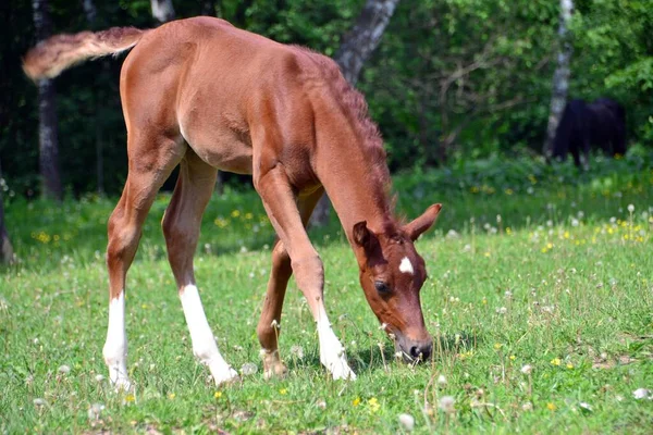 Arabisches Hengstfohlen Hautnah Gras — Stockfoto