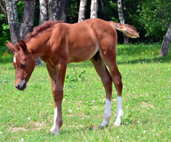 Arabské Hříbě Pozadí Lesa — Stock fotografie