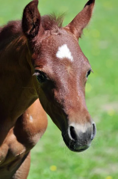 Porträtt Vacker Arabiskt Hingst — Stockfoto