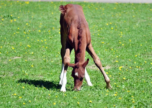 Funny Arab Colt Meadow — Stock Photo, Image