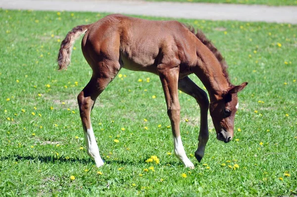 Der Arabische Hengst Lehnte Sich Über Das Gras — Stockfoto