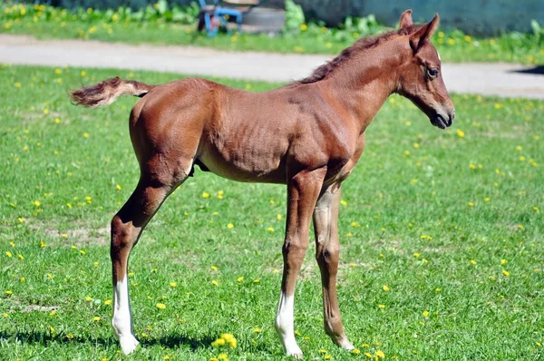 Arap tay 'ının dışı.