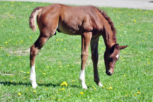 Araberhengst Auf Der Weide — Stockfoto