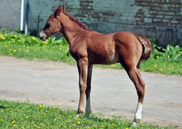 Arab Csikó Istálló Mellett — Stock Fotó