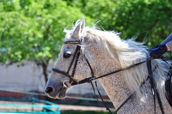 Ritratto Cavallo Grigio Con Criniera Fluente — Foto Stock