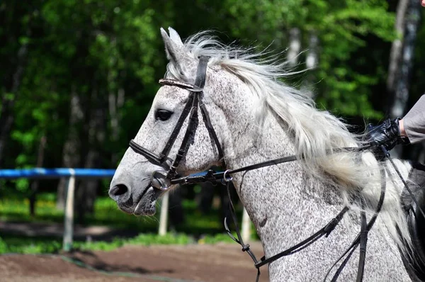 Portrait Grey Horse Holop — Stock Photo, Image