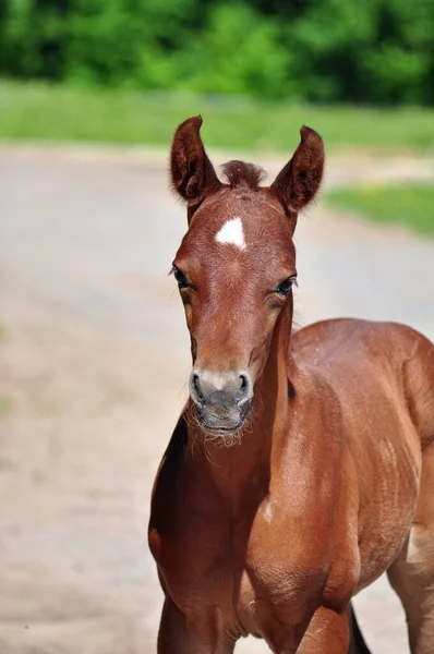 Röd Arabisk Hingst Nära Håll — Stockfoto