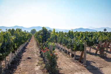 Şili bağ - Santiago, Şili