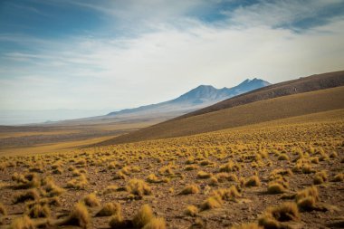 Atacama Çölü bitki örtüsü - Şili