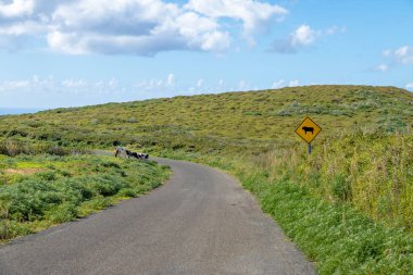 İnekler Road to Rano Kau volkan - Paskalya Adası, Şili