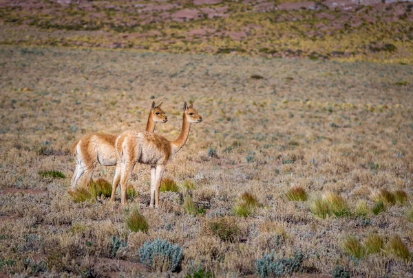 Paar Vicunas Chile — Stockfoto