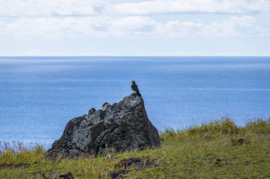 Chimango caracara şahini - Paskalya Adası, Şili