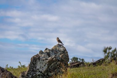 Chimango caracara şahini - Paskalya Adası, Şili