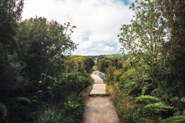 Sendero El Tepual patika, Chiloe Milli Parkı - Chiloe Adası, Şili