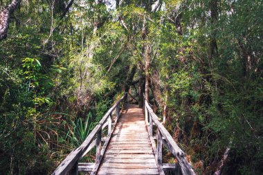 Sendero El Tepual patika, Chiloe Milli Parkı - Chiloe Adası, Şili