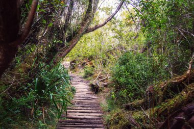 Sendero El Tepual footpath at Chiloe National Park - Chiloe Island, Chile clipart