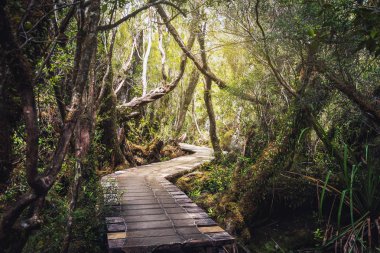 Sendero El Tepual patika, Chiloe Milli Parkı - Chiloe Adası, Şili