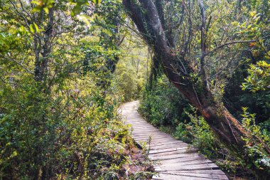 Sendero El Tepual patika, Chiloe Milli Parkı - Chiloe Adası, Şili