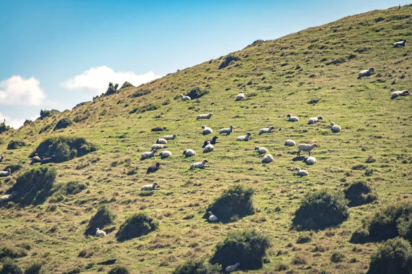 Moutons Sur Les Collines Cucao Chiloe Island Chili — Photo