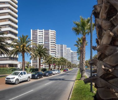 Palmiye ağaçları San Martin Avenue - Vina del Mar, Şili