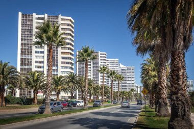 Palmiye ağaçları San Martin Avenue - Vina del Mar, Şili