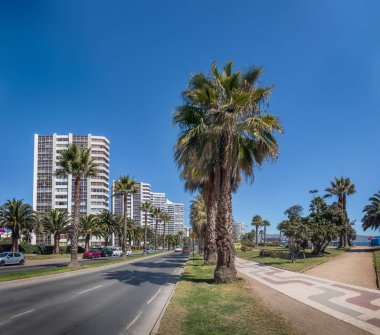 Palmiye ağaçları San Martin Avenue - Vina del Mar, Şili