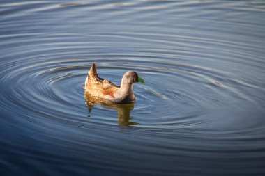 Moorhens nokta çevrili kuş Sausalito Lagoon Park - Vina del Mar, Şili