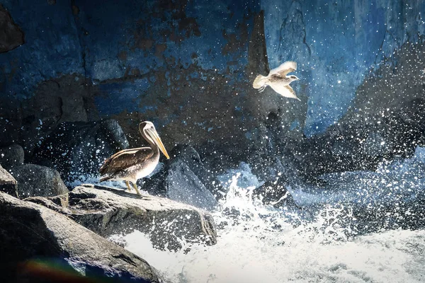 Brown Pelican Seagull Flying Vina Del Mar Чили — стоковое фото